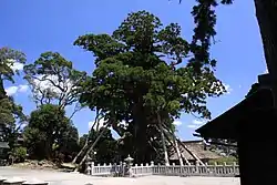 八百杉