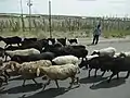 ヤルカンドでの道端風景1