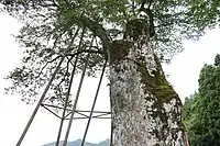 腐敗防止のため大枝切り口部は鉄帯で覆われている。