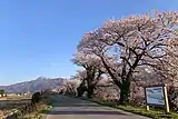 新江(しんえ)用水路の桜並木