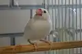 シロブンチョウ