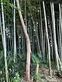 八幡の藪知らずの藪（2020年8月）