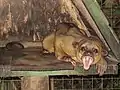 キンカジューP. flavus