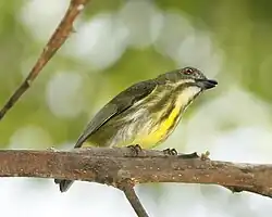 キムネハナドリモドキ
