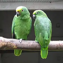 キビタイボウシインコ