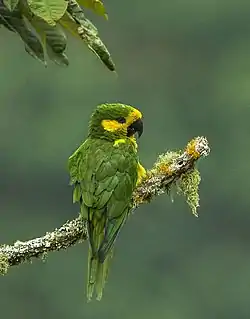 キミミインコ
