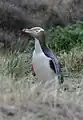 キンメペンギンM. antipodes