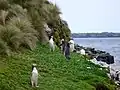 キンメペンギン