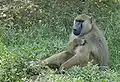 アンボセリ国立公園
