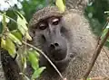 セレンゲティ国立公園