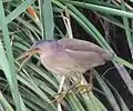 1）鳴かず給餌に幼鳥を探す親