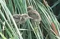 2）親に気づき繁みから出た幼鳥