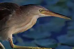 ヨシゴイI. sinensis