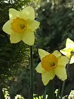 黄色いスイセン(3本)