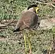 キトサカゲリV. malabaricus