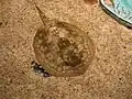 オレゴン州ニューポートの水族館の個体