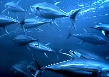 several spindle-shaped, silvery fish with crescent-shaped tails