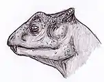 頭部の想像図(一例)