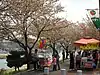 蓼川沿いの桜並木