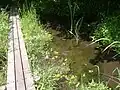 水生動物や昆虫が観察できる湿地