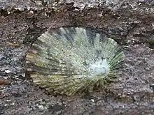 ヨメガカサ（長崎市産）