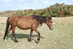 与那国馬