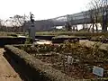 12月のバラ園
