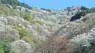 桜の吉野山