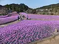 芝桜