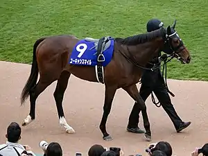 7番人気 ユーキャンスマイル