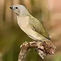 幼鳥