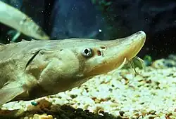 硬骨魚類(Acipenser brevirostrum ) の2対の鼻孔(前外鼻孔と後外鼻孔)