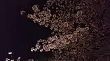 東京都千代田区の潮見坂のサクラ（2019年3月24日撮影）
