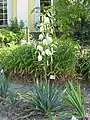 ユッカ（イトラン）Yucca filamentosa