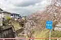 春の弓沢川（富士宮市大岩・海抜156m・2023年4月撮影）