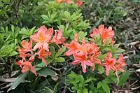 個体により花色が微妙に異なる。2022年6月27日撮影。