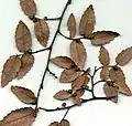 枝はジグザグに伸びる Z. carpifolia