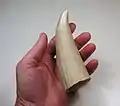 マッコウクジラの歯