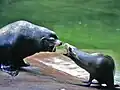 雄成獣（左）と雌成獣（右）