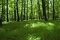 スロバキアのブナの森