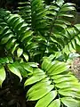 Zamia neurophyllidia の葉