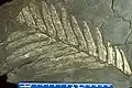 ジュラ紀のZamites mariposanaの化石葉