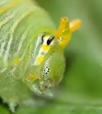 アゲハチョウ(六脚類・昆虫類)の幼虫の単眼(側単眼)