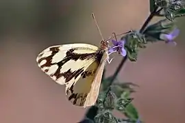 Pinacopteryx eriphia tritogenia