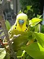 セキセイインコ オーストラリア