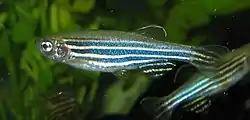 ゼブラフィッシュ Danio rerio(ダニオ亜科)。実験動物として汎用され、遺伝子改変モデルも作出されている