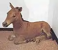 シマウマとウマの交雑個体