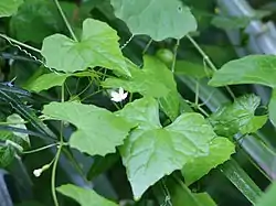 Zehneria japonica