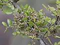 花 Z. abelicea