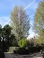 箒をひっくり返したような樹形 Z. carpinifolia